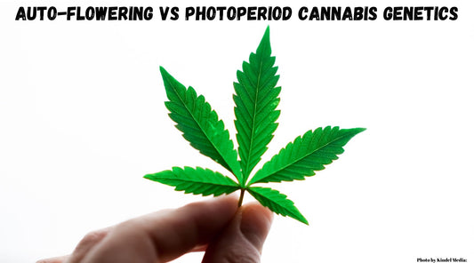 Auto-Flowering Vs Photoperiod Cannabis Genetics | Skyline Vape & Smoke Lounge | | South Africa