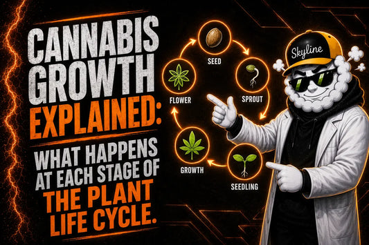 Cannabis Plant Life Cycle and Growth Stages | Skyline Seed Bank