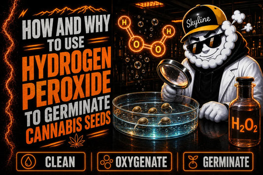 How to Use Hydrogen Peroxide to Germinate Cannabis Seeds | Skyline Seed Bank