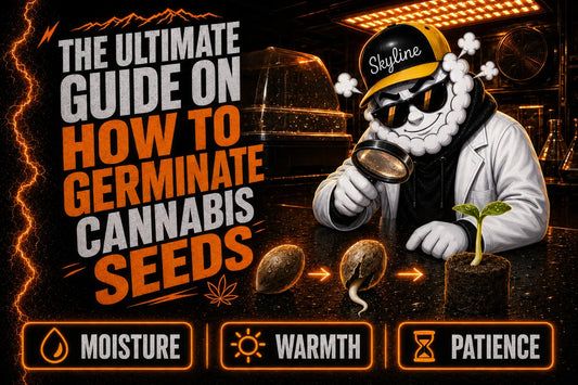 The Ultimate Guide on How to Germinate Cannabis Seeds | Skyline Seed Bank