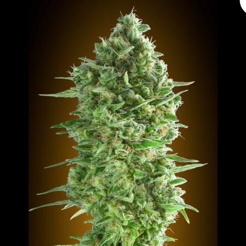 00 Seeds Do-Si-Dos Cookies Feminized Cannabis Seeds| Skyline Seed Bank