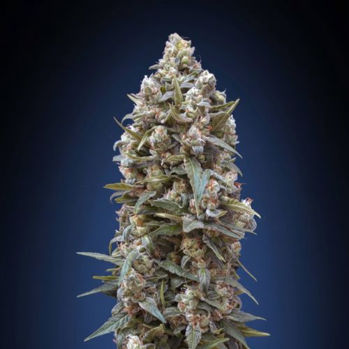 00 Kush Feminized Seeds | Premium High-THC Indica Cannabis