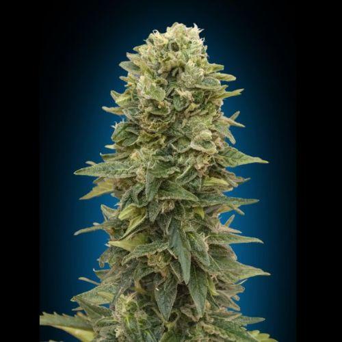 00 Seeds Afghan Mass Auto Seeds | Skyline Seed Bank | South Africa