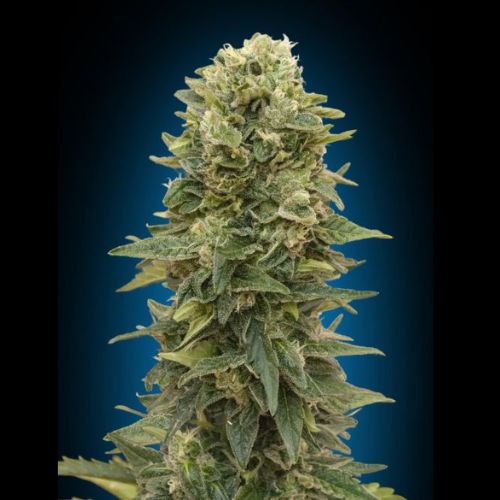 00 Seeds Afghan Mass Auto Seeds | Skyline Seed Bank | South Africa