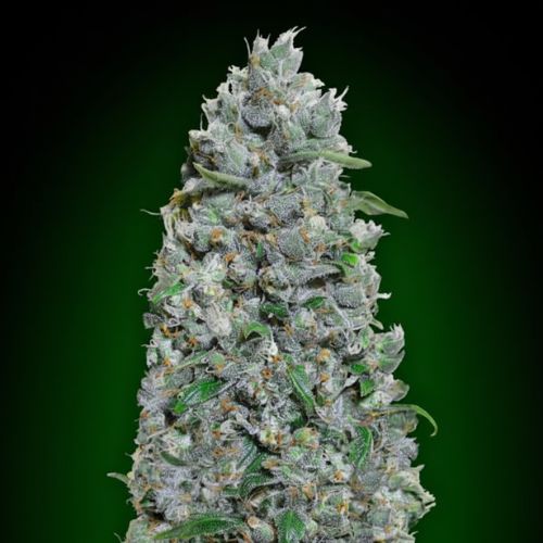 Afghan Mass XXL Auto Feminized Seeds | High Yield Autoflowering