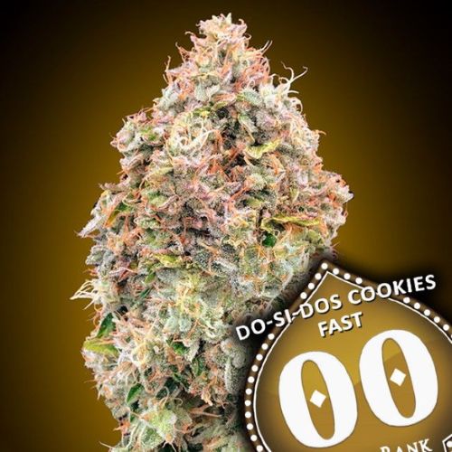 Do-Si-Dos Cookies Fast Feminized Seeds | High THC Fast Cannabis