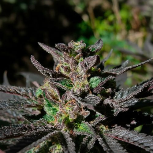 Grand Daddy Purple Feminized Seeds | Premium Indica Cannabis