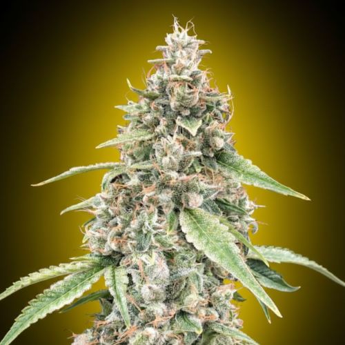 Lemon OG Auto Feminized Seeds | Fast-Flowering Citrus Cannabis