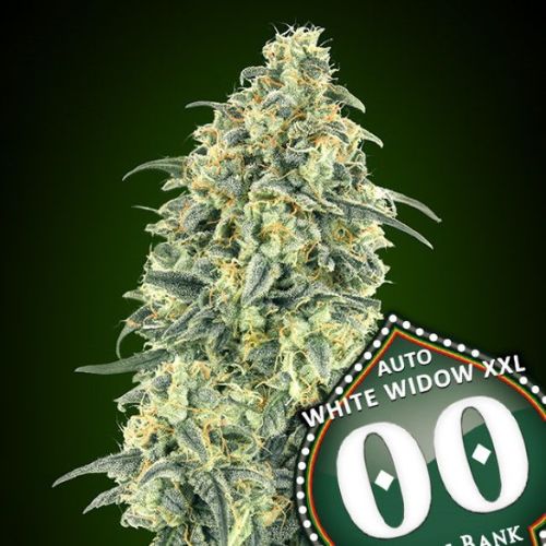 White Widow XXL Auto Feminized Seeds | High Yield Autoflower