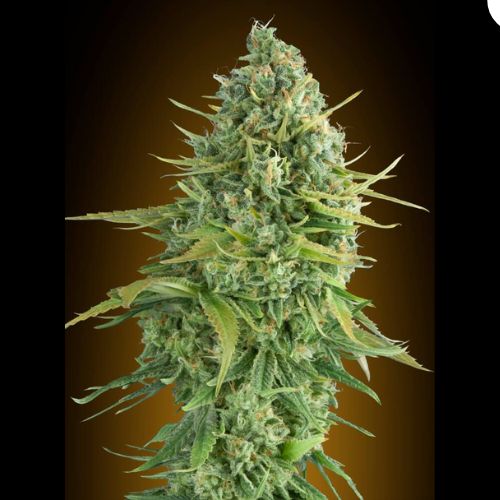 00 Seeds Do-Si-Dos Cookies Auto Cannabis Seeds | Skyline Seed Bank