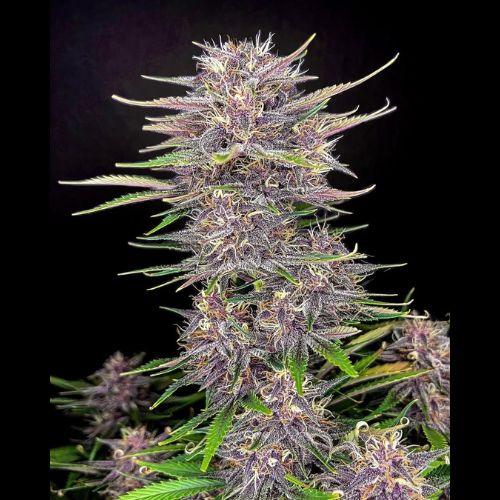 420 Fast Buds Banana Purple Punch Auto | Skyline Seed Bank | South Africa