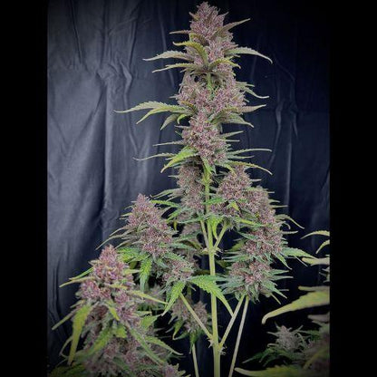 420 Fast Buds Banana Purple Punch Auto | Skyline Seed Bank | South Africa