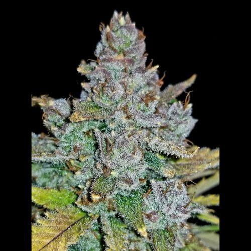 420 Fast Buds Blue Dream Auto Seeds | Skyline Seed Bank | South Africa