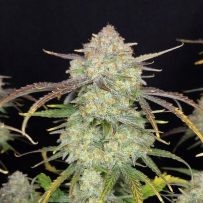 420 Fast Buds Frost Banger Auto Feminized Seeds | Skyline Seed Bank