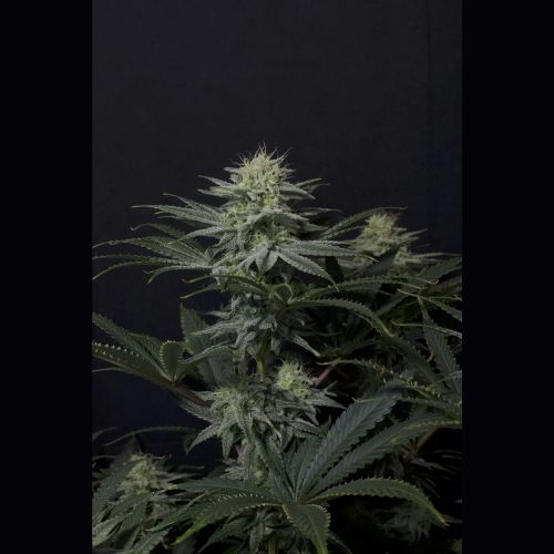 420 FastBuds GG4 Sherbet Fast Seeds | Skyline Seed Bank