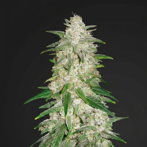 Gelato Auto Feminized Seeds | Fast, Flavorful Autoflowering