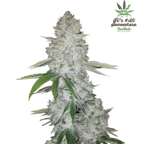 Gorilla Auto Feminized Seeds | High THC Autoflower 🌿