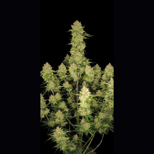 420 FastBuds Guava Auto Seeds | Skyline Seed Bank