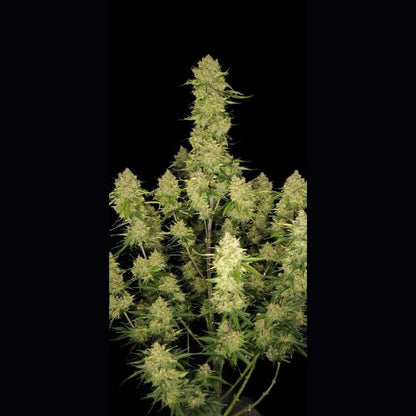 420 FastBuds Guava Auto Seeds | Skyline Seed Bank