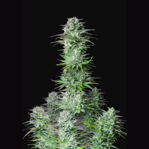 Kosher Cake Auto Feminized Seeds | Fast Flowering & Flavorful