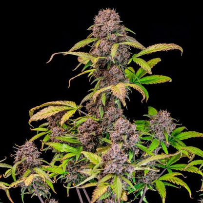 Fast Buds Lemon Cherry Cookies Auto Seeds | Skyline Seed Bank