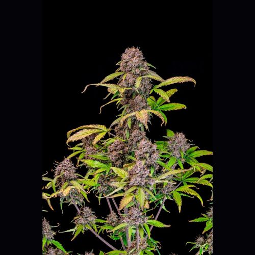 420 FastBuds Lemon Cherry Cookies Auto Seeds | Skyline Seed Bank