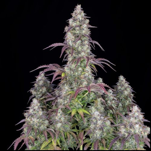 420 Fast Buds Lemon Pie Auto Seeds | Skyline Seed Bank