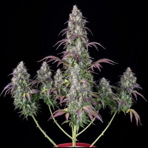 420 Fast Buds Lemon Pie Auto Seeds | Skyline Seed Bank