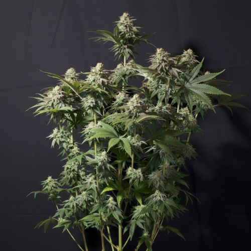 Orange Sherbet Fast Feminized Seeds | Fast Flowering Citrus Cannabis