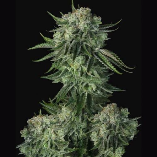 Original Moby Dick Auto Feminized Seeds | Top Sativa Autoflower 🌿