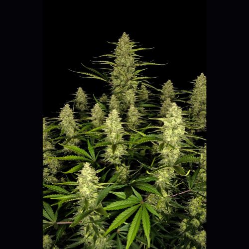 420 FastBuds Papaya Cookies Auto Seeds | Skyline Seed Bank