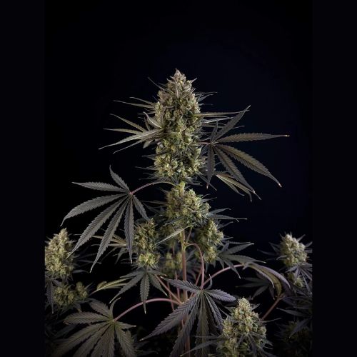 420 FastBuds Pound Cake Auto Seeds