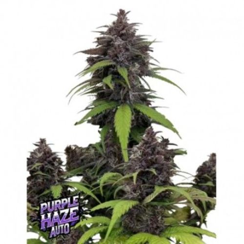 Purple Haze Auto Feminized Seeds | Fast Sativa Autoflower 🌿
