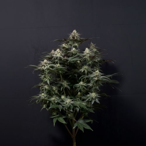 Purple Lemonade Fast Feminized Seeds | Fast Buds Cannabis 🌿🍋