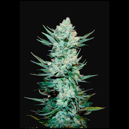 420 FastBuds Tangie Auto Seeds | Skyline Seed Bank