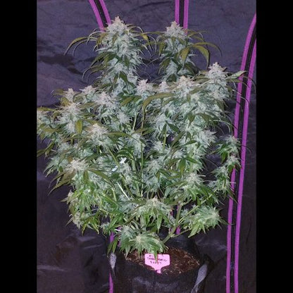 420 FastBuds Tangie Auto Seeds | Skyline Seed Bank