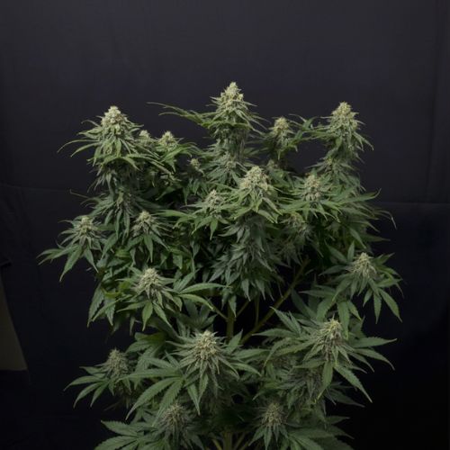 Wedding Cheesecake Fast Feminized Seeds | Fast Buds Premium Cannabis