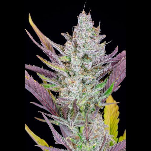 420 Fast Buds Wedding Glue Auto Seeds | Skyline Seed Bank | South Africa