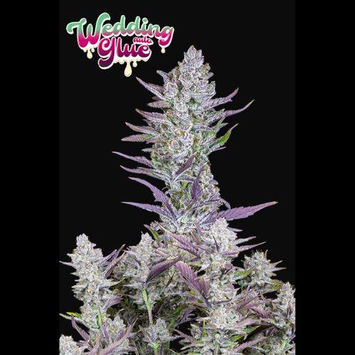 420 Fast Buds Wedding Glue Auto Seeds | Skyline Seed Bank | South Africa