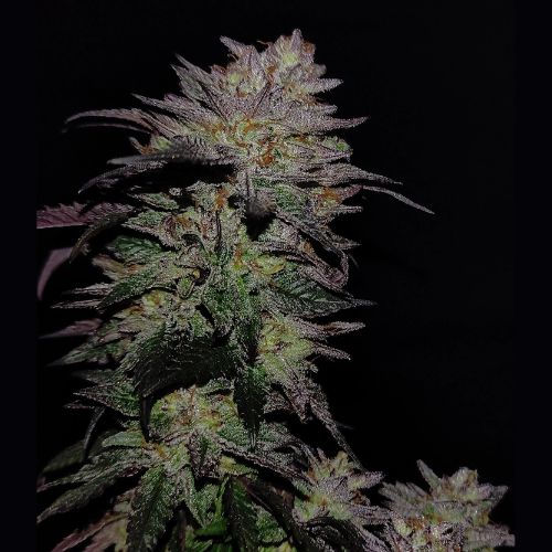 420 FastBuds GG4 Sherbet Fast Seeds | Skyline Seed Bank