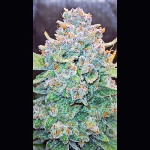 420 FastBuds Papaya Cookies Auto Seeds | Skyline Seed Bank