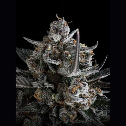 420 FastBuds Pound Cake Auto Seeds