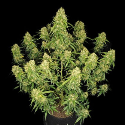 420 FastBuds Sour Jealousy Auto Seeds | Skyline Seed Bank 