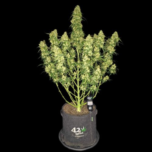 420 FastBuds Sour Jealousy Auto Seeds | Skyline Seed Bank 