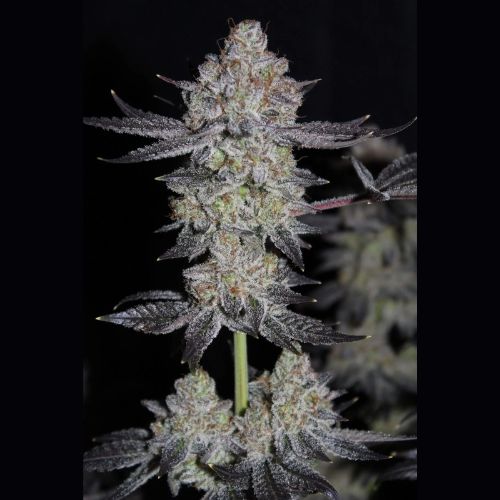 420 FastBuds Tropicana Cookies Fast Seeds | Skyline Seed Bank