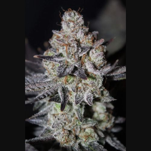 420 FastBuds Tropicana Cookies Fast Seeds | Skyline Seed Bank