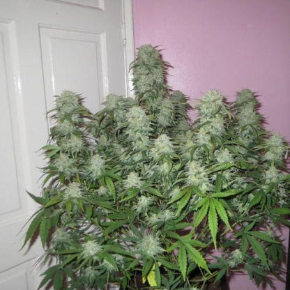 420 FastBuds West Coast O.G. Auto Seeds | Skyline seed Bank | South Africa