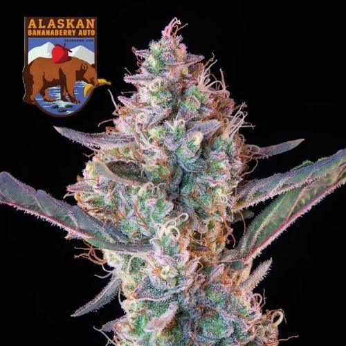 Seedsman Alaskan Bananaberry Auto Seeds | Skyline Seed Bank | South Africa