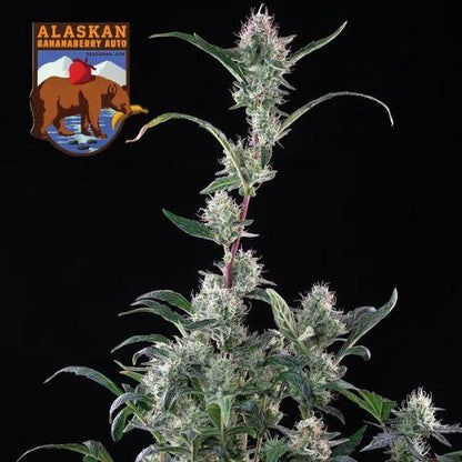 Seedsman Alaskan Bananaberry Auto Seeds | Skyline Seed Bank | South Africa