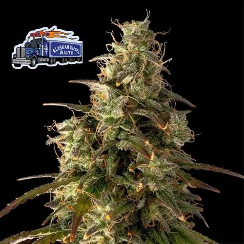 Seedsman Alaskan Diesel Auto Seeds | Skyline Seed Bank | South Africa